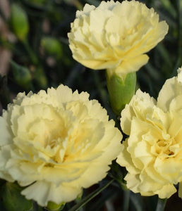 Dianthus "Odessa Yellow Bling Bling"