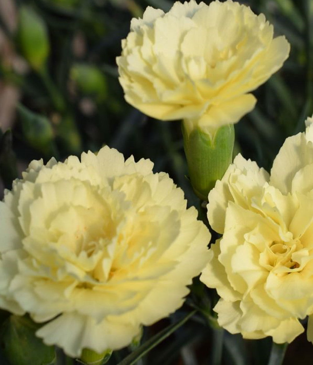 Dianthus 