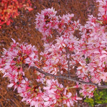 Load image into Gallery viewer, Prunus &#39;Okame&#39; Cherry Tree
