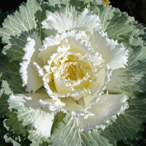 Ornamental Kale Osaka White