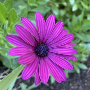 Osteo 'Osticade Purple' African Daisy