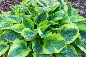 Hosta "Wide Brim"