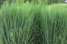 Load image into Gallery viewer, Panicum virgatum &#39;North Wind&#39; Switchgrass
