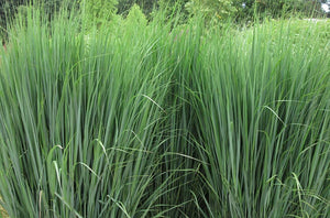 Panicum virgatum 'North Wind' Switchgrass