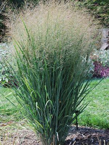 Panicum virgatum 'North Wind' Switchgrass