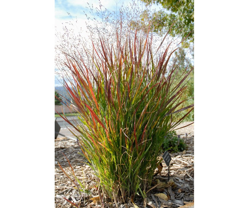 Panicum virgatum 'Shenandoah' Red Switchgrass