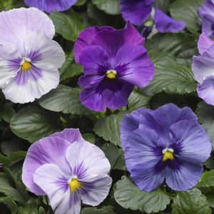 Pansy 'Lavender Shades'