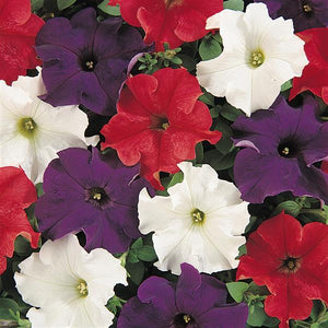 Petunia 'Dreams Patriot Mix'