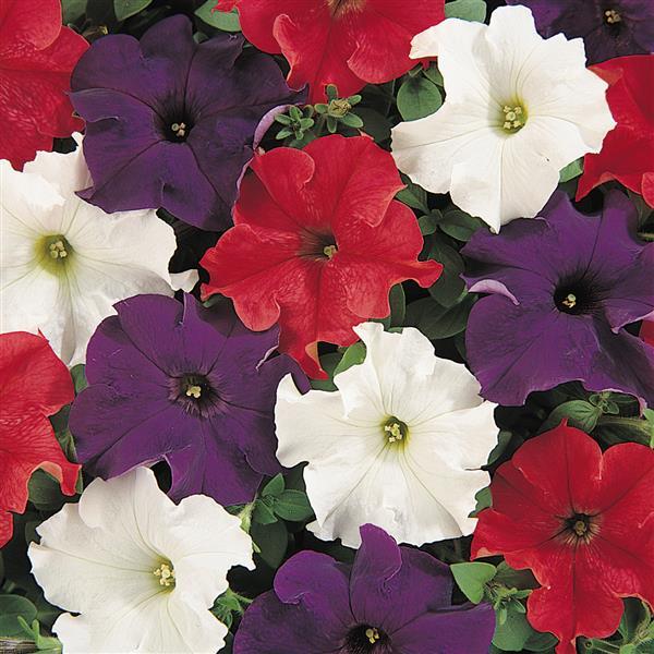 Petunia 'Dreams Patriot Mix'