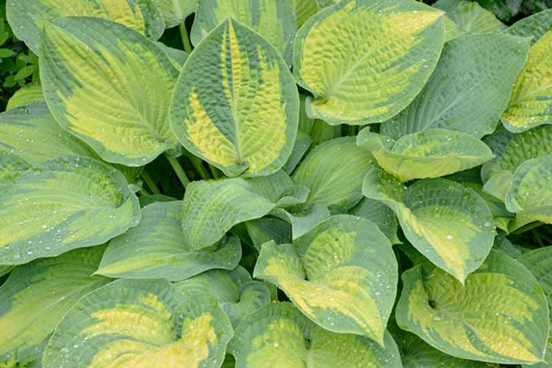 Hosta 