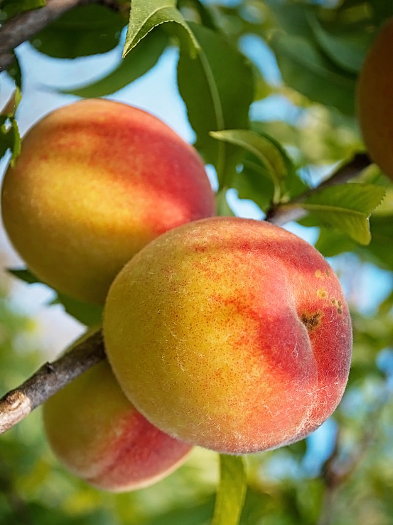 Prunus Persica “Belle of Georgia” Peach Tree