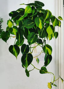 Philodendron "Brasil" Hanging Basket