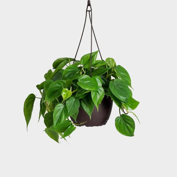 heart leaf philodendron price Philodendron cordatum "Heart Leaf" Hanging Basket – Denchfield Nursery, Inc