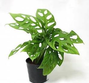 is swiss cheese plant a philodendron Philodendron 'Swiss Cheese'