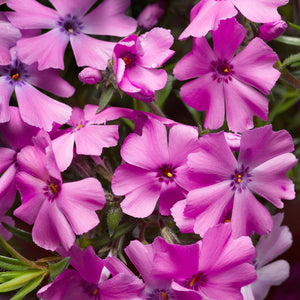 Creeping Phlox 'GoldiPhlox Pink'