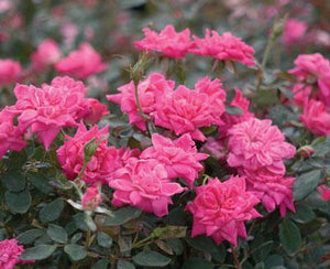 Rosa 'Double Knock Out Pink' Rose Bush