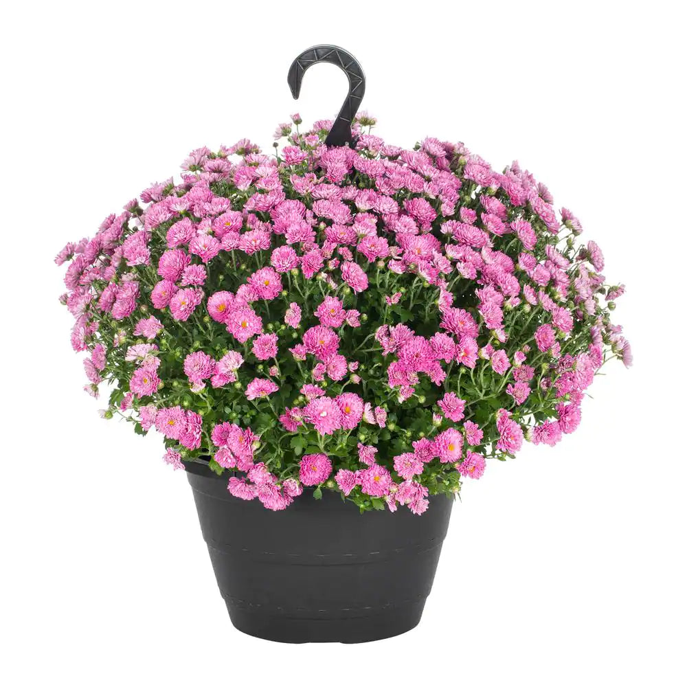 Mum Hanging Basket