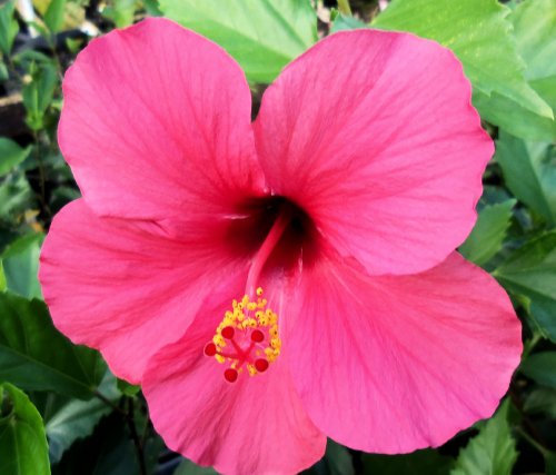 Hibiscus Trees – Denchfield Nursery, Inc.