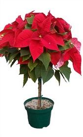 Red Poinsettia Tree