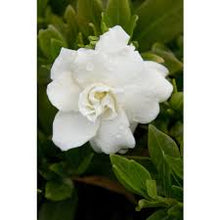 Load image into Gallery viewer, Gardenia jasminoides &#39;Radicans&#39;
