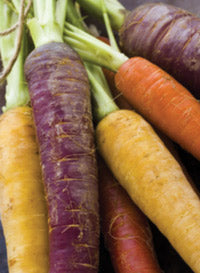 Carrot "Rainbow Mix"