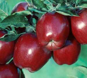 Malus pumila 'Red Delicious' Apple Tree