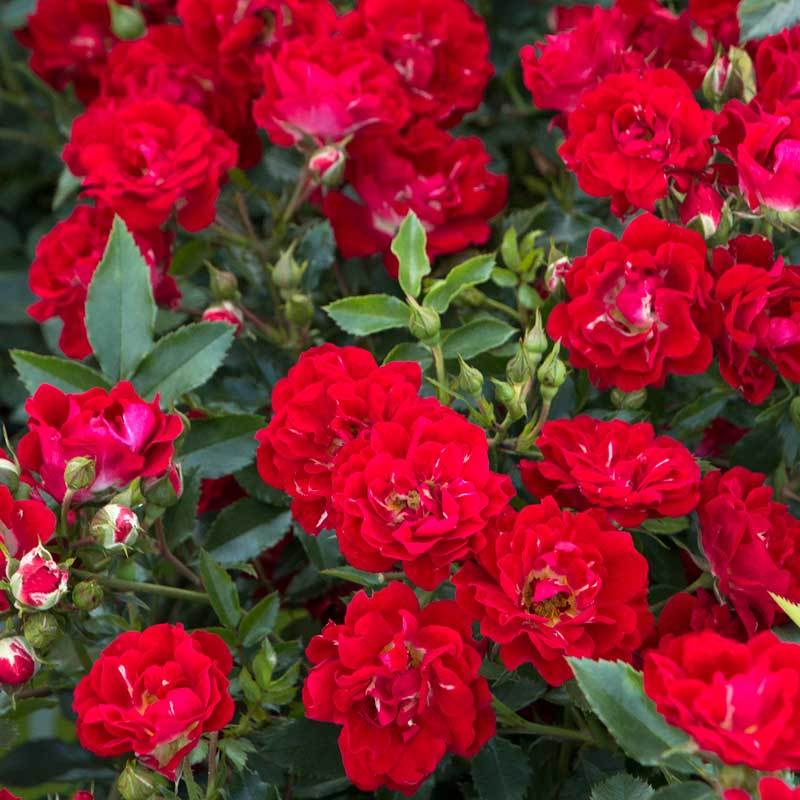 Rosa 'Red Drift' Rose Bush