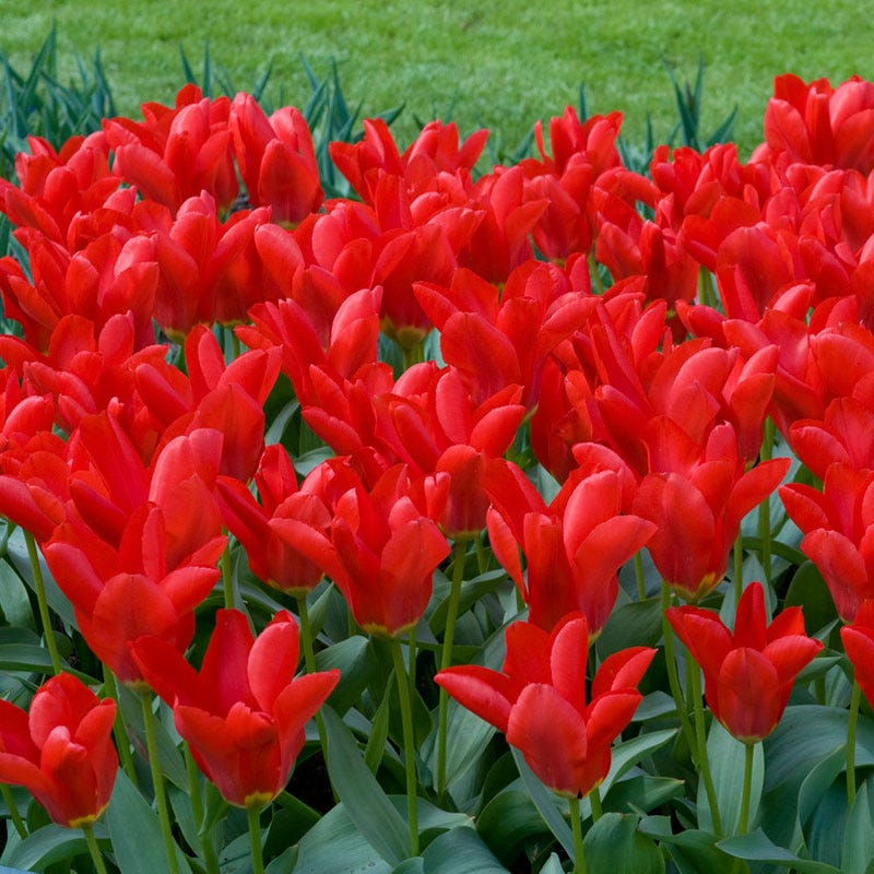 Tulip Red Emperor Bulbs (10)