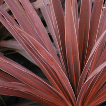 Load image into Gallery viewer, Cordyline australis &#39;Red Star&#39;
