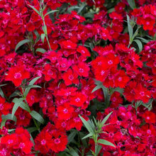 Load image into Gallery viewer, Dianthus &quot;Rockin Red&quot;
