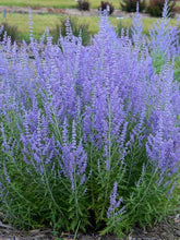 Load image into Gallery viewer, Russian Sage Perovskia
