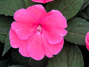 Sunpatiens 'Compact Hot Pink'