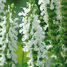 Load image into Gallery viewer, Salvia nemorosa &#39;Apex White&#39; Sage
