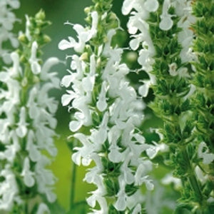 Salvia nemorosa 'Apex White' Sage