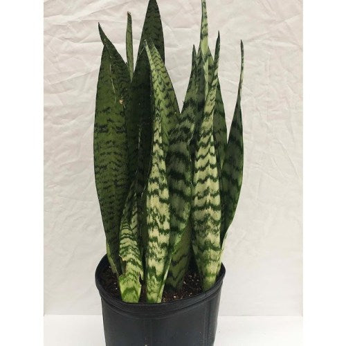 snake coral plant Sansevieria 'Black Coral' Snake Plant