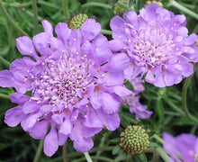 Load image into Gallery viewer, Scabiosa columbaria &#39;Butterfly Blue&#39;
