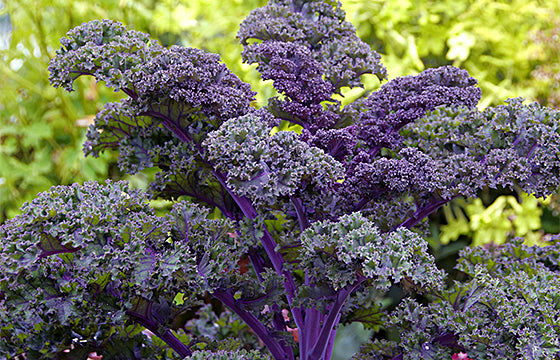 Ornamental Kale 'Scarlet Bor'