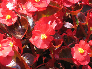 Begonia "Bada Boom Scarlet"