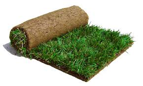 Tall Fescue Sod (10 Square Foot Roll)