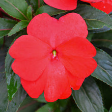 Load image into Gallery viewer, New Guinea Impatiens &#39;Sonic Red&#39; Hanging Basket
