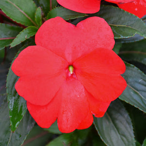 New Guinea Impatiens 'Sonic Red' Hanging Basket