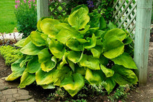 Load image into Gallery viewer, Hosta &quot;Sum &amp; Substance&quot;
