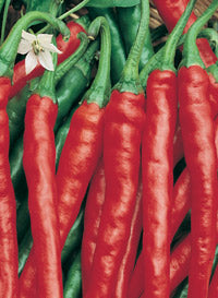 Pepper "Super Chili'