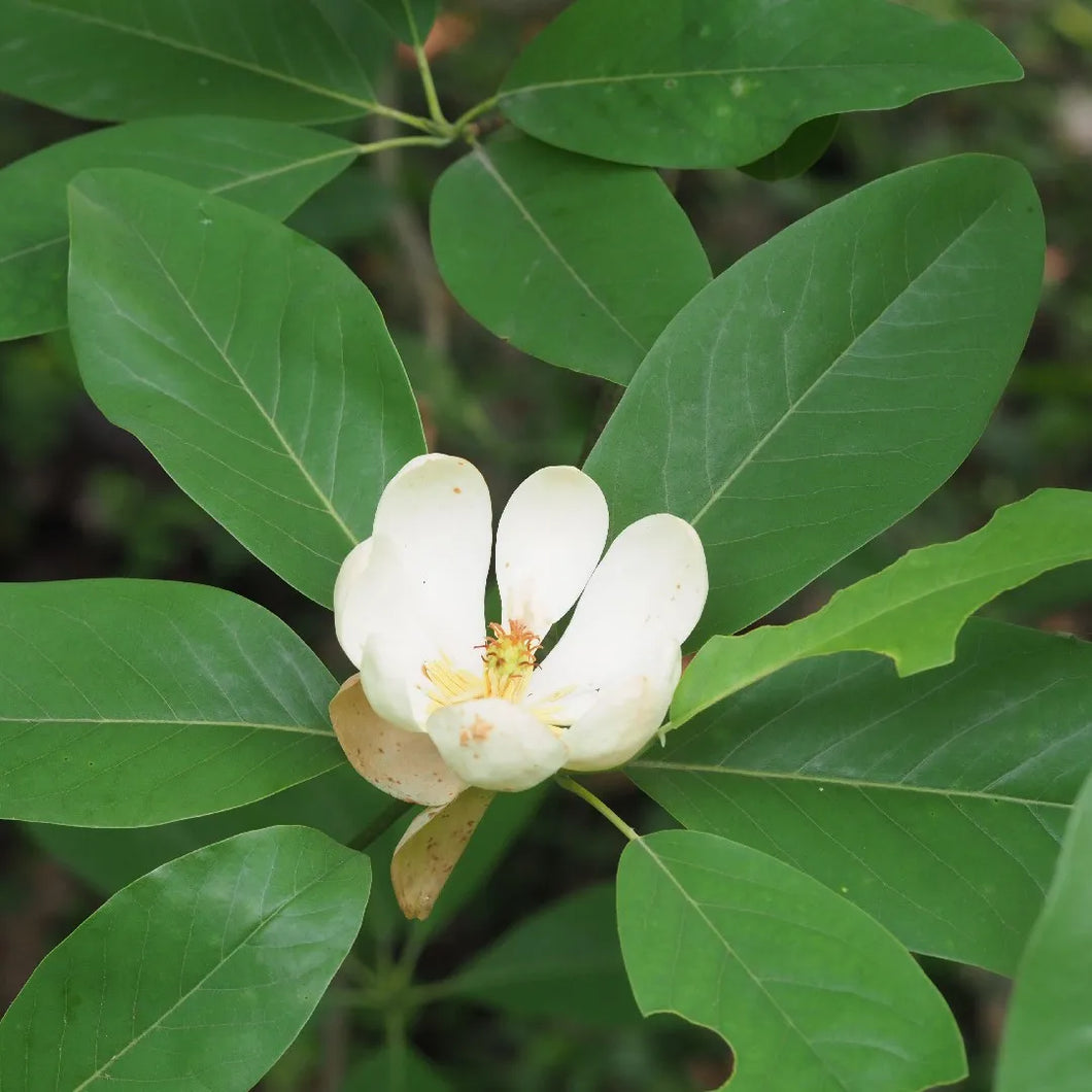 Magnolia virginiana 'Sweet Bay'