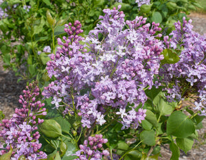 Syringa 'New Age Lavender' Lilac