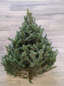 Tabletop Fir Christmas Tree