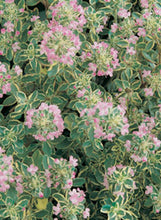 Load image into Gallery viewer, Thyme Lemon Variegated
