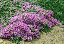 Load image into Gallery viewer, Thymus pseudolanuginosus &#39;Woolly Thyme&#39;
