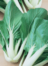 Load image into Gallery viewer, Pak Choi &#39;Toy Choi&#39;
