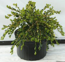 Load image into Gallery viewer, Buxus sempervirens ‘Unraveled' Boxwood
